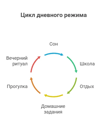 Цикл дневного режима школьника